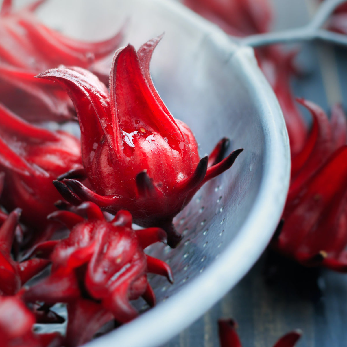 Whole Hibiscus Flower - Tea Sachets – Bettina's Tea Hibiscus tea near me